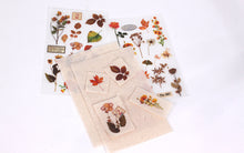 Load image into Gallery viewer, Botanical Sticker Set - Orange