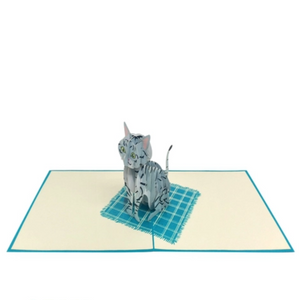 American Shorthair Cat - Pop Up Card