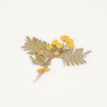 Load image into Gallery viewer, Pressed Flower Sticker - Mimosa