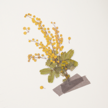 Load image into Gallery viewer, Pressed Flower Sticker - Mimosa