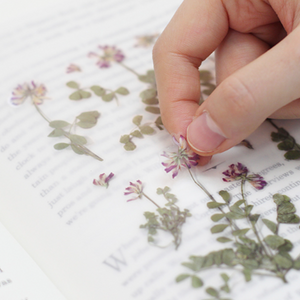 Pressed Flower Sticker - Astragalus Sinicus