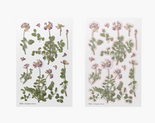 Load image into Gallery viewer, Pressed Flower Sticker - Astragalus Sinicus