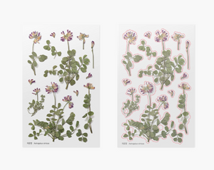 Pressed Flower Sticker - Astragalus Sinicus