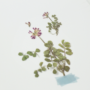 Pressed Flower Sticker - Astragalus Sinicus