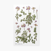 Load image into Gallery viewer, Pressed Flower Sticker - Astragalus Sinicus