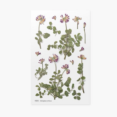Pressed Flower Sticker - Astragalus Sinicus